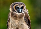 2  Brown Wood Owl.jpg